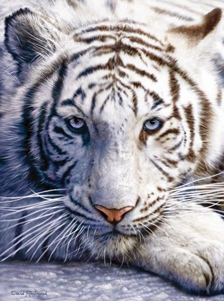 White Tiger Face 1000 piece jigsaw puzzle